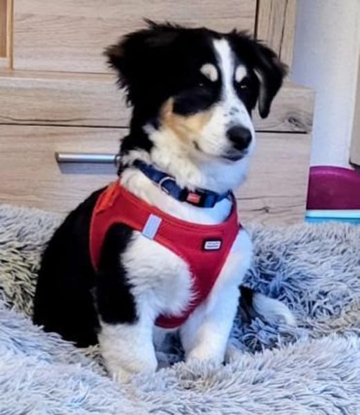 Cody der kleine Kokoni-Mix