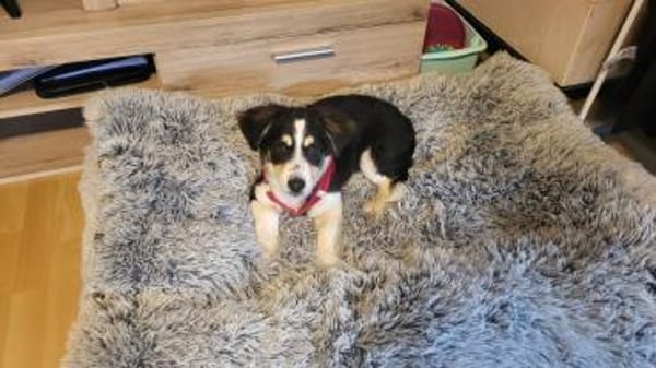 Cody der kleine Kokoni-Mix