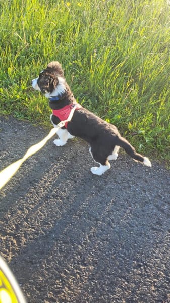 Cody der kleine Kokoni-Mix