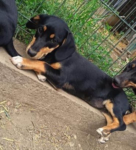 Polly, sucht Gebogenheit