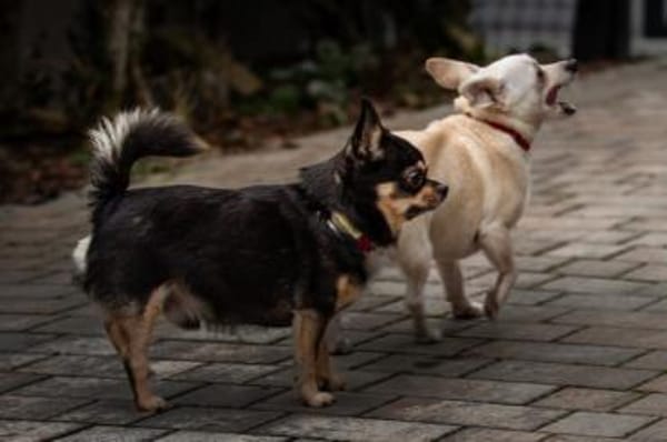 FÜRI und DOBBY-CHI, ein tolles Team