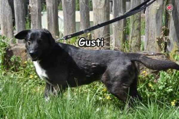 GUSTI