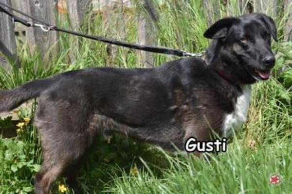 GUSTI