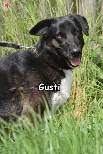 GUSTI