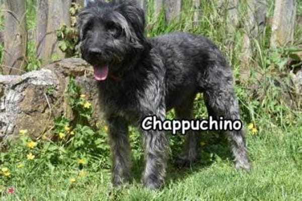 CHAPPUCHINO