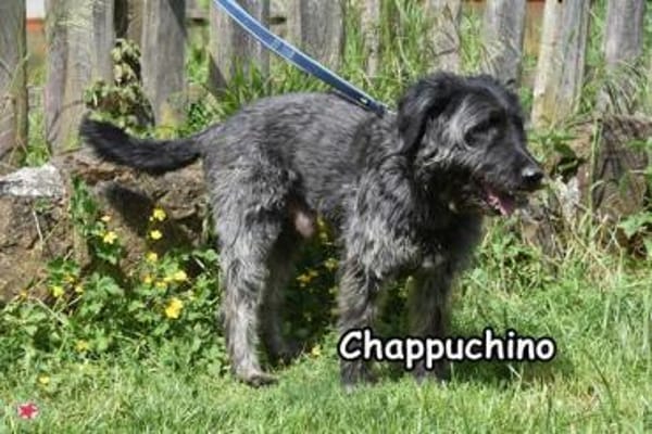 CHAPPUCHINO