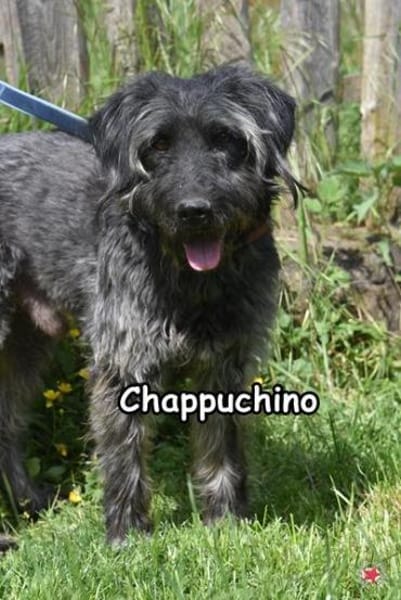 CHAPPUCHINO