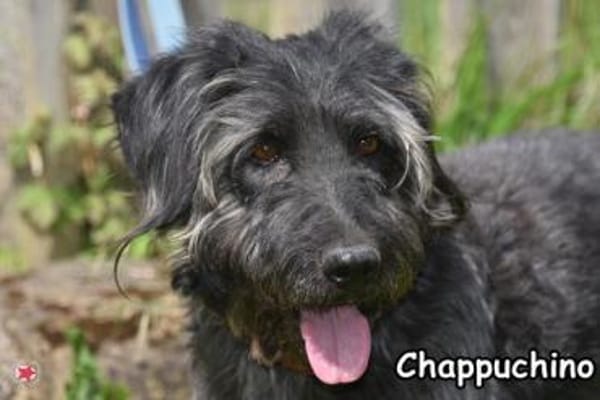 CHAPPUCHINO