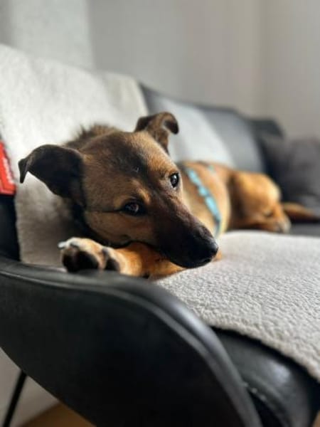 Selma sucht ein ruhiges Zuhause