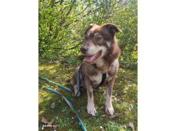 Dusty - wartet in 93309 Kelheim