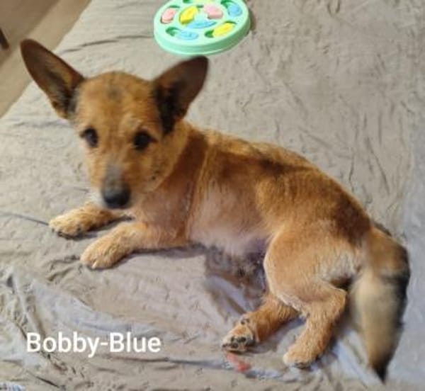Senior Bobby-Blue s.passende Menschen