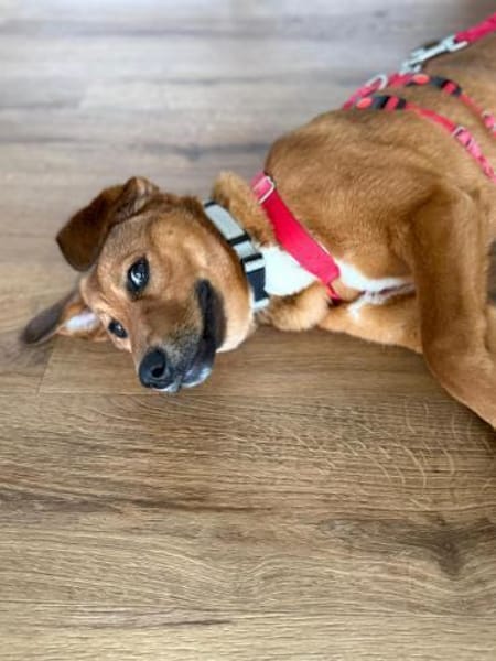 Cera sucht ein liebevolles Zuhause