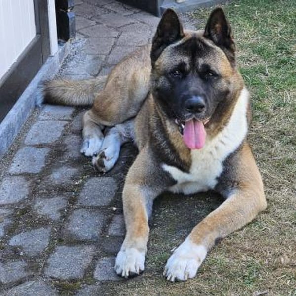 Jax - der kräftige American Akita