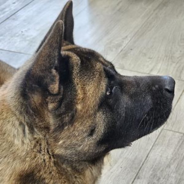 Jax - der kräftige American Akita