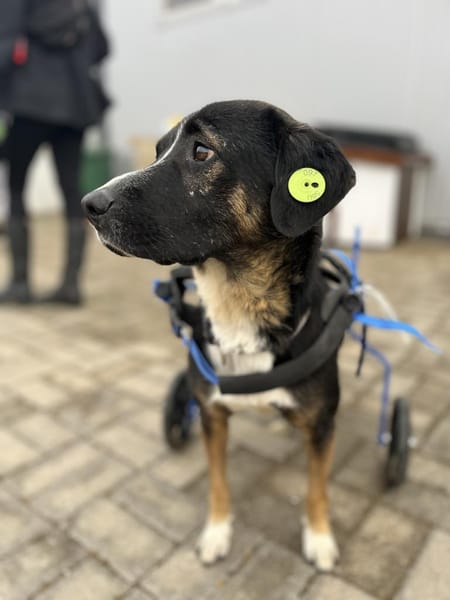 Elian - Toller Herzenshund sucht Zuhause