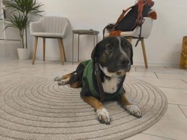Elian - Toller Herzenshund sucht Zuhause