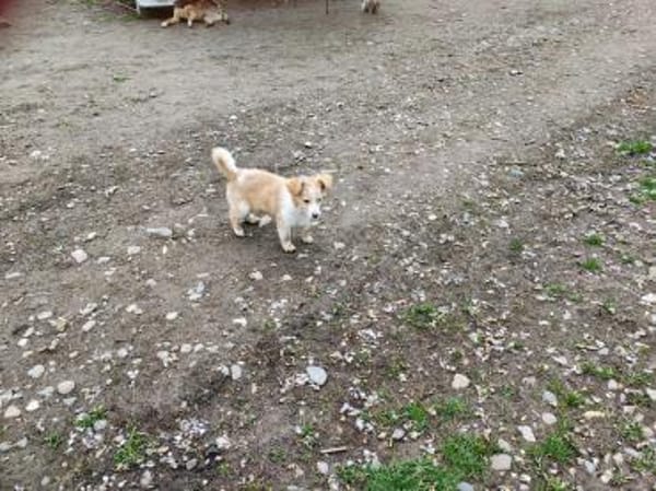 Benson, kleine Frohnatur sucht Glück