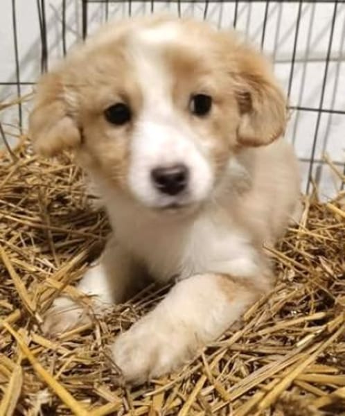 Benson, kleine Frohnatur sucht Glück