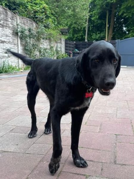 OBELIX-hübscher Pointer-Mix-Rüde,62 cm