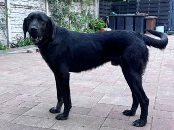 OBELIX-hübscher Pointer-Mix-Rüde,62 cm