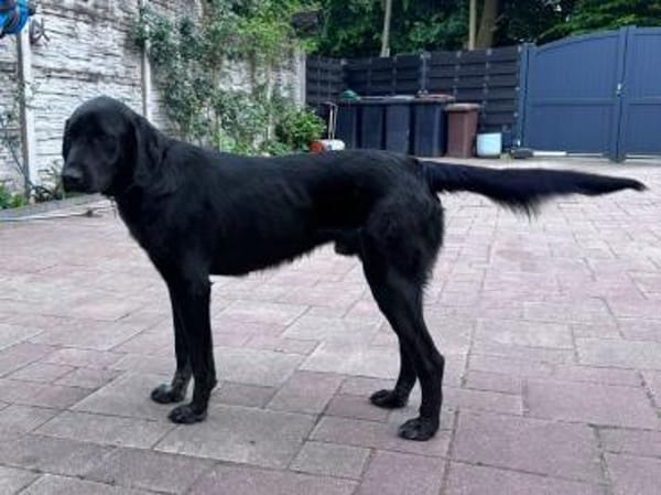OBELIX-hübscher Pointer-Mix-Rüde,62 cm