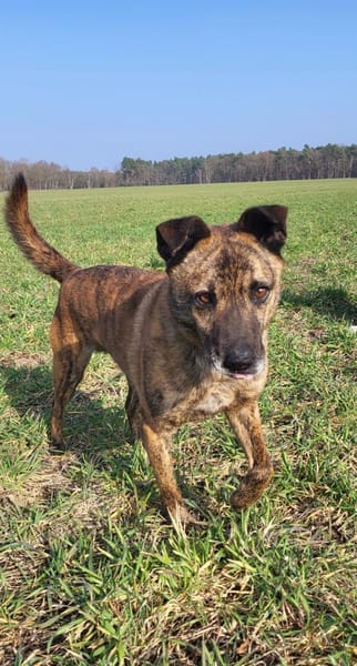 Sammy  - freundlicher Hundemann