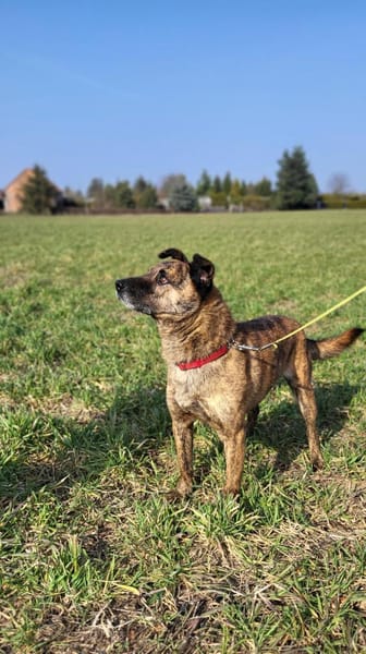 Sammy  - freundlicher Hundemann