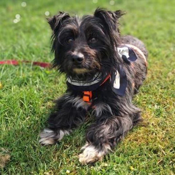 Benno - Liebevoller Familienhund