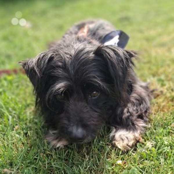 Benno - Liebevoller Familienhund