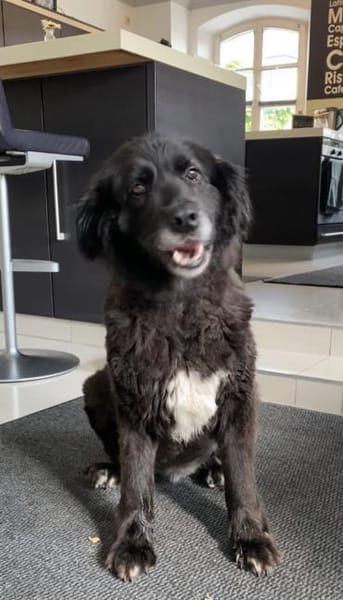 Cassandra❤ Körbchen gesucht