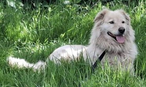 MOJO auf PS in 23936 Grevesmühlen