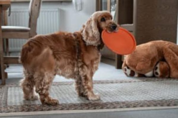 BENNY BUB - bildhübscher Cocker-Senior