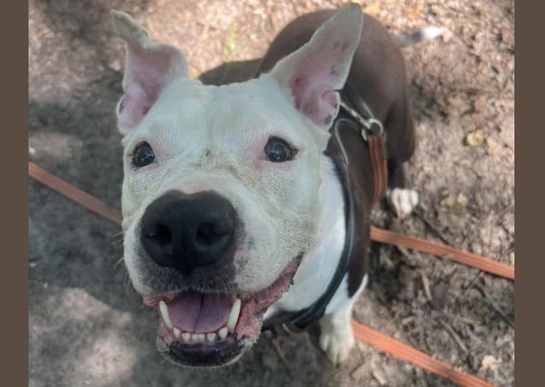 LILAS EN SOS URGENT