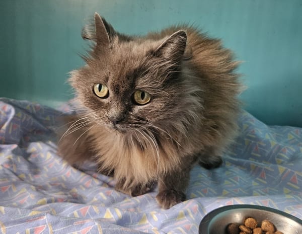 BELLA