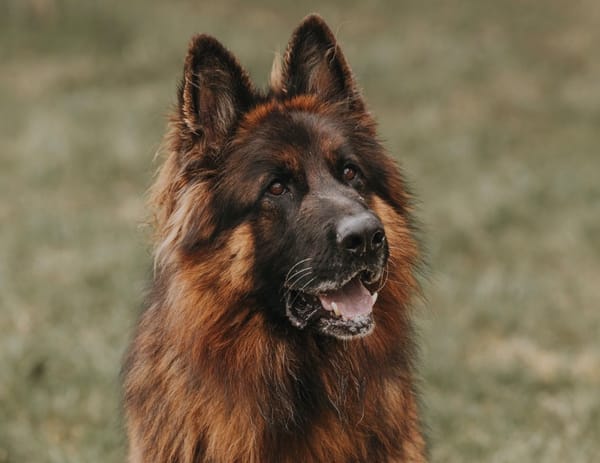 SAM