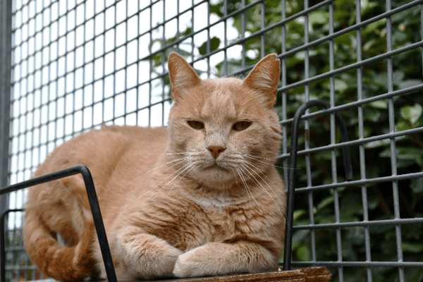 Speedy (en cours d'adoption)