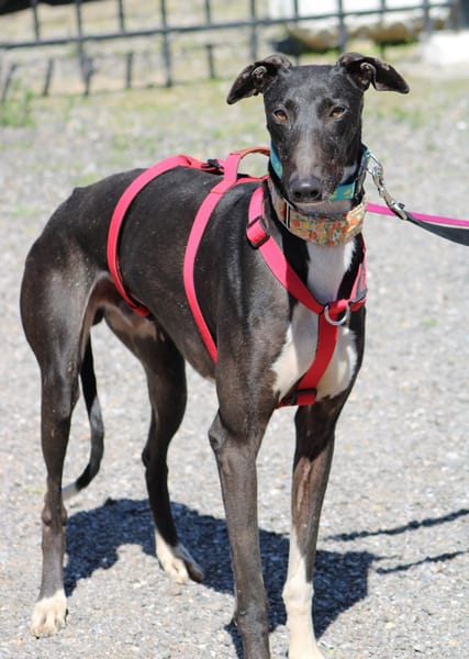 HARRISON, jeune et magnifique galgo