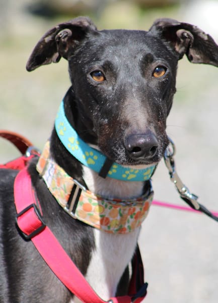 HARRISON, jeune et magnifique galgo