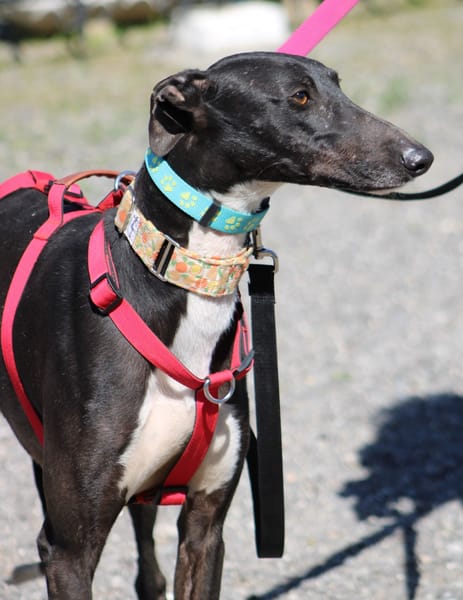 HARRISON, jeune et magnifique galgo