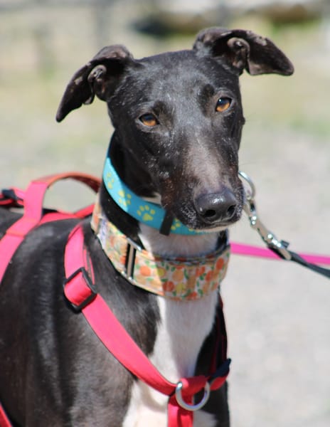 HARRISON, jeune et magnifique galgo