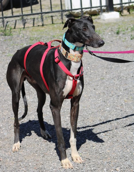 HARRISON, jeune et magnifique galgo