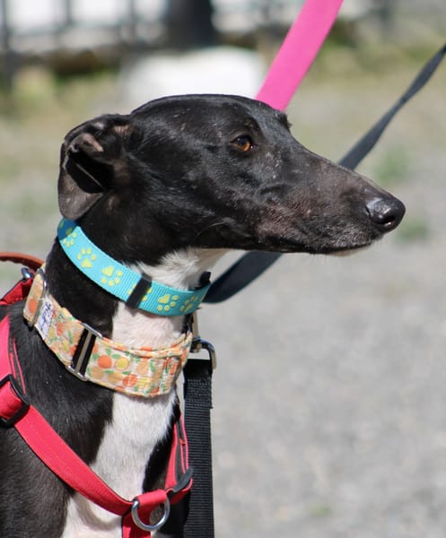 HARRISON, jeune et magnifique galgo