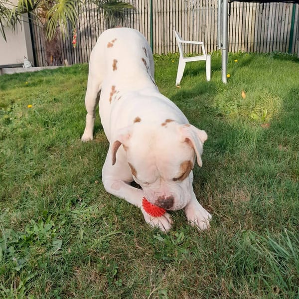 Taïka