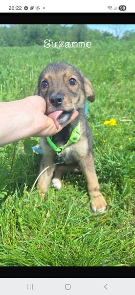Suzanne/ enzo/ laila