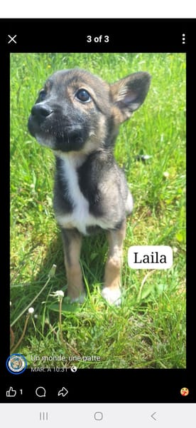 Suzanne/ enzo/ laila