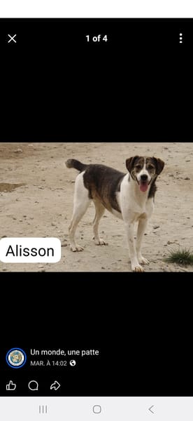 Alisson
