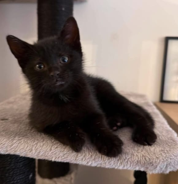 RUNE PEUT ÊTRE ADOPTÉE AVEC SA SOEUR/FRERE OU SÉPARÉMENT SI DÉJÀ UN CHAT PRÉSENT CHEZ VOUS