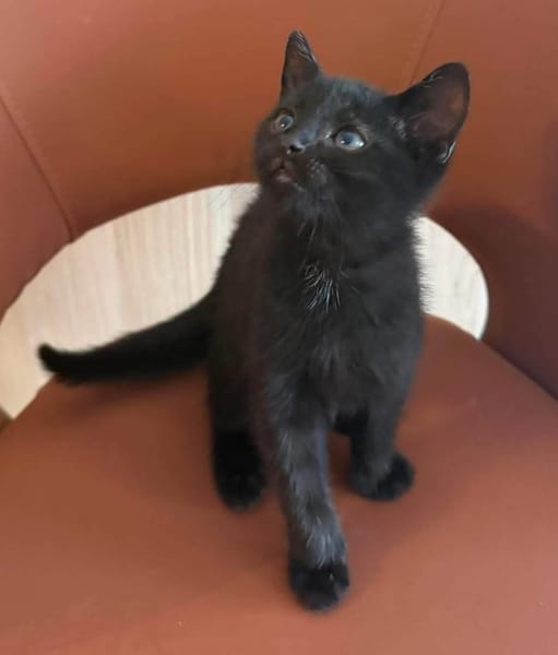 RUNE PEUT ÊTRE ADOPTÉE AVEC SA SOEUR/FRERE OU SÉPARÉMENT SI DÉJÀ UN CHAT PRÉSENT CHEZ VOUS