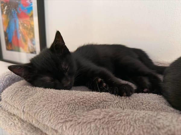 ÉCHO PEUT ÊTRE ADOPTÉE AVEC SA SOEUR/FRERE OU SÉPARÉMENT SI DÉJÀ UN CHAT PRÉSENT CHEZ VOUS