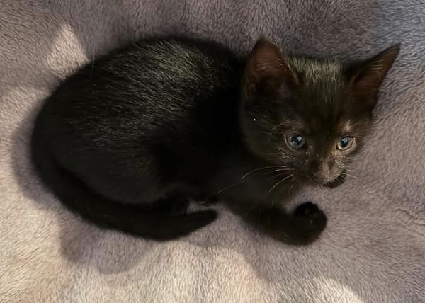 ÉCHO PEUT ÊTRE ADOPTÉE AVEC SA SOEUR/FRERE OU SÉPARÉMENT SI DÉJÀ UN CHAT PRÉSENT CHEZ VOUS